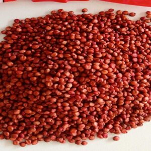 অরিজিনাল গুয়েতমালা 5G ঘাস বীজ